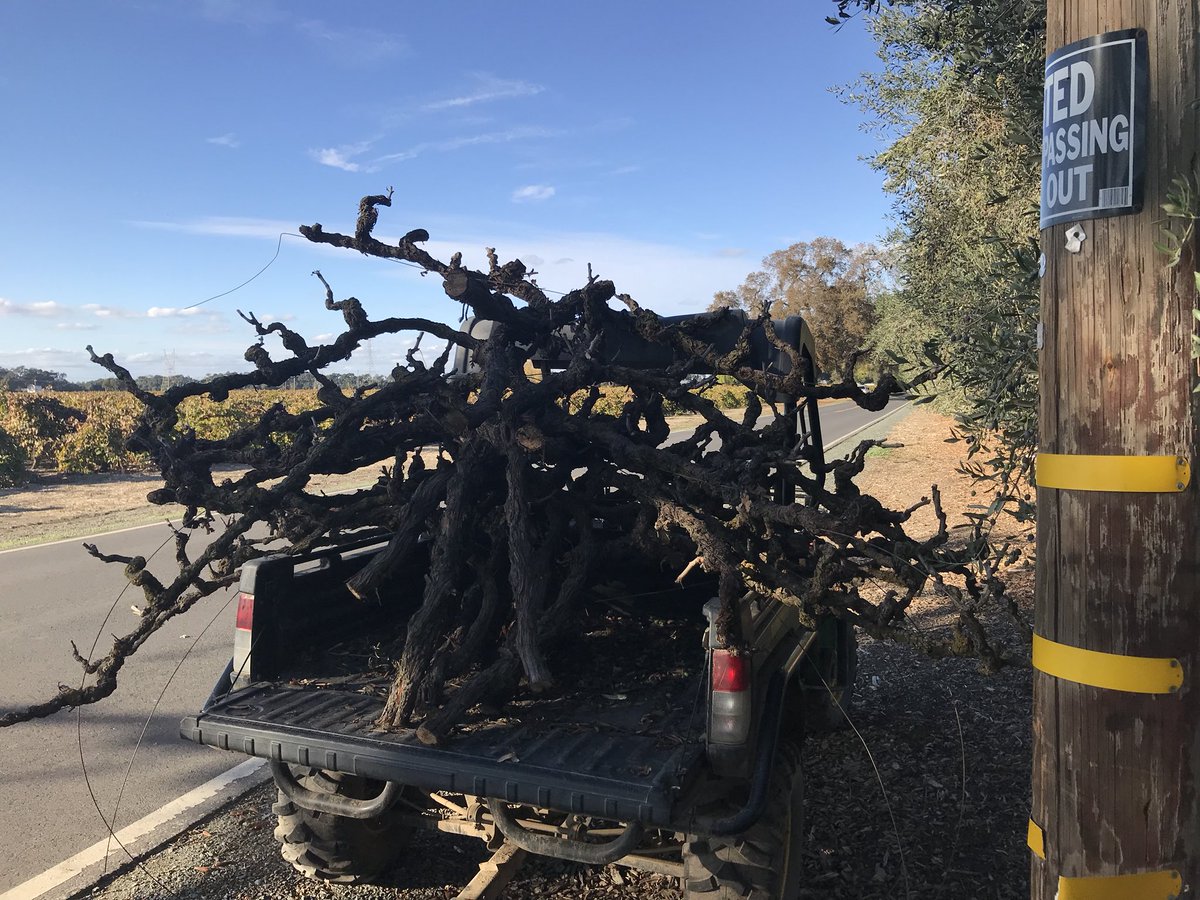 scribble_w's tweet photo. Old Vines for days https://t.co/SjZFX0XKAS
