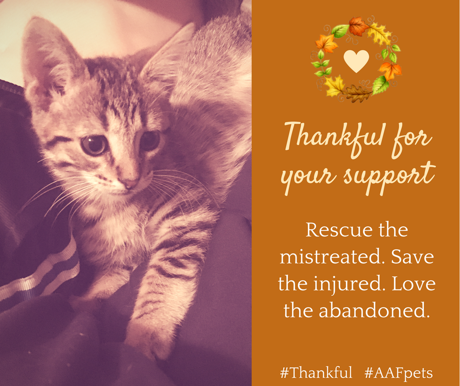 AAFPets's tweet photo. #Thankful #AAFpets https://t.co/WNZV7aii6g