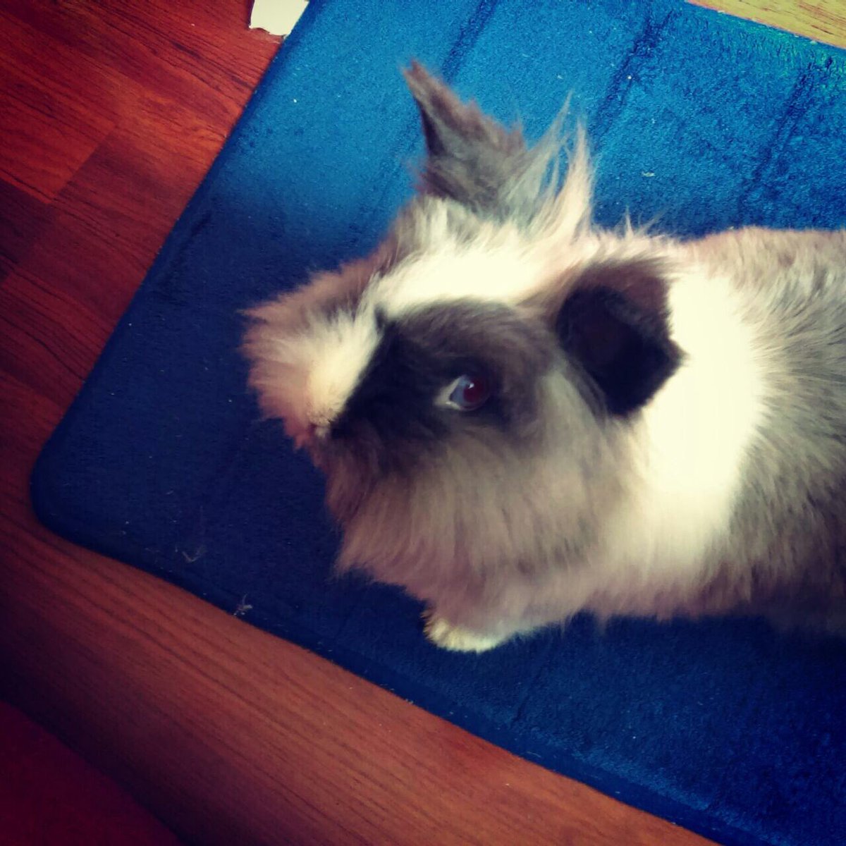 #vengalecuento buenos días mi conejo se llama bob y quiero saber si es feliz con nosotros es un conejo bastante domestico y particular.