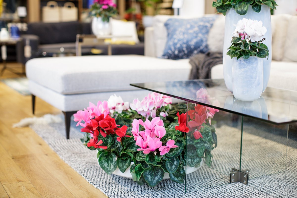 Fight off the winter blues with a bright and colourful punch!
Cyclamen, <a href="/thejoyofplants/">The Joy of Plants</a> November Houseplant of the Month, brings cheer to <a href="/westelmUK/">west elm UK</a> with the help of @IndoorGdnDesign 
#HPOTM #Cyclamen #mywestelm
bit.ly/NovHPOTM