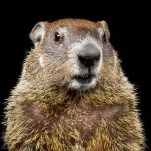 RestoreThe4thMA's tweet photo. Call Your Rep: MA House Republicans Try To Pass Wiretap Expansion The Senate Rejected https://t.co/AwpE07st0J https://t.co/cN7GuKgq7R