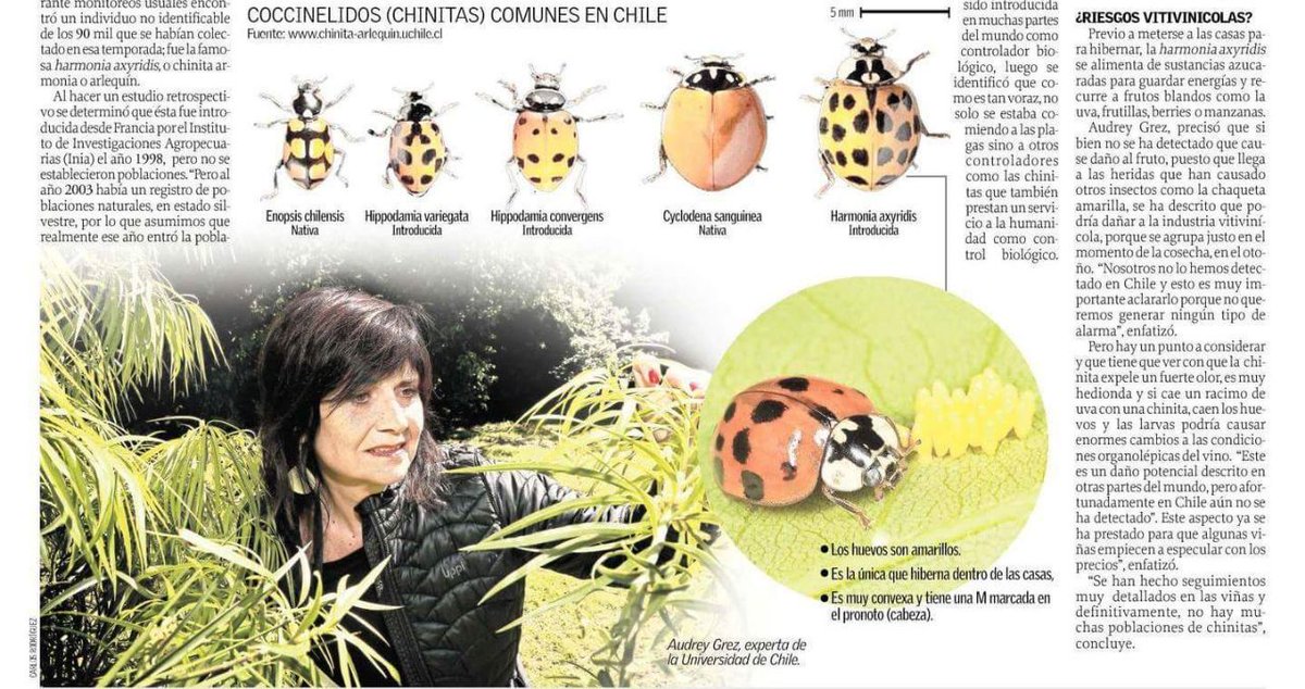 chinitasdechile's tweet photo. Historia y situación actual de la #chinitaarlequín en nuestro país en la edición de hoy del diario @elsurcl de Concepción. #cienciaciudadana #especieinvasora

https://t.co/JHfhZ0Pc8K https://t.co/tnOl9UBoqb