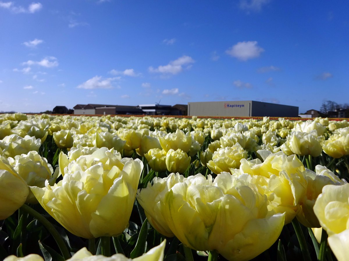 Kapiteyn is opzoek naar een Logistiek medewerker. Iets voor jou? Stuur een mail met je CV en motivatie naar vacatures@kapiteyn.nl. Lees de #vacature voor meer informatie: kapiteyn.nl/nl/vacatures #kapiteyn