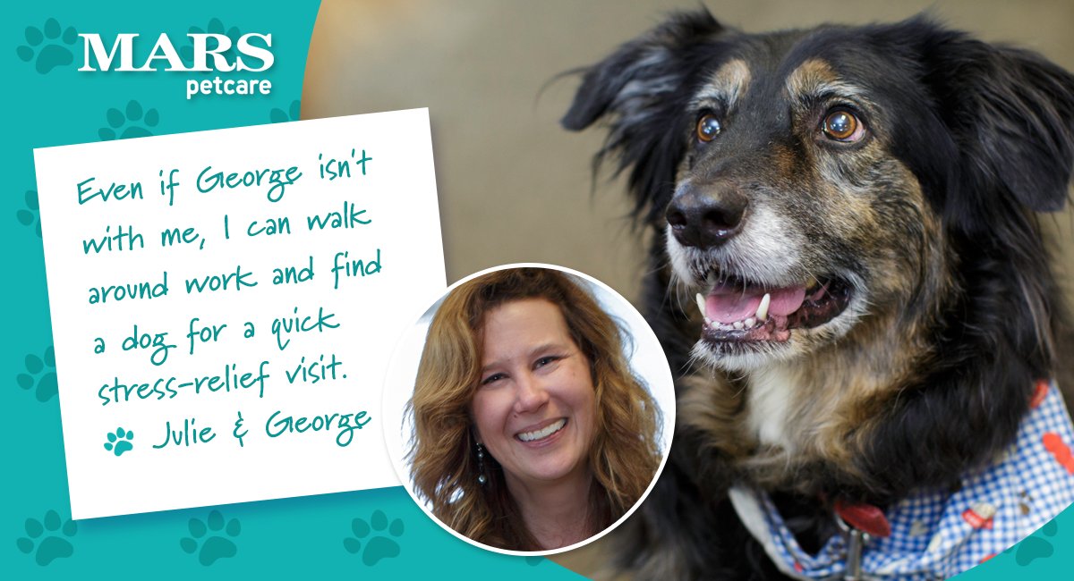 MarsPetcareUS's tweet photo. Why do #PetsWorkAtWork? Stress relief, says our Associate Julie. A visit with a dog makes every day better. 🐶❤#PawsitivelyMars https://t.co/1rrZu5iHe9