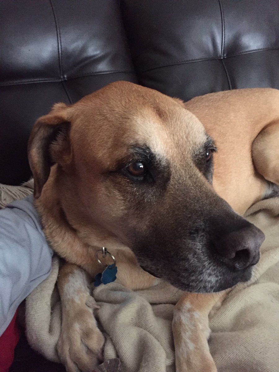 skinchimney's tweet photo. @dog_rates this is Rocco. He's a heckin good doggo. Please rate https://t.co/OuvRIaW8ZX