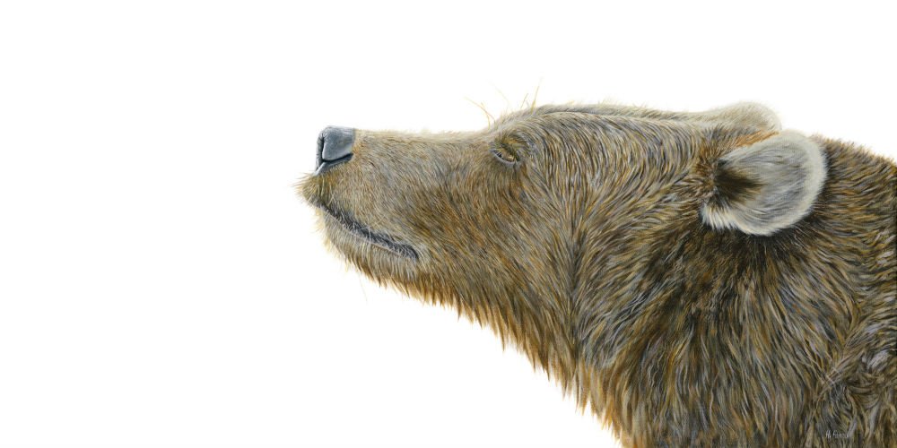 chesterartsfair's tweet photo. Fine art #wildlife #Artist Heidi Farrar @HFFineart stand 4.2 at #CAF17 this weekend https://t.co/Oo86K7FQeZ. Book tickets online at https://t.co/QtoXCRdAbX #CAF17Countdown #Chester https://t.co/ZtKI07aCsF