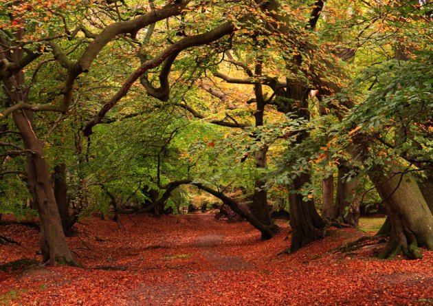 8 perfect autumn pub walks in Hertfordshire bit.ly/2ywmXUF 🍻 #hertshour