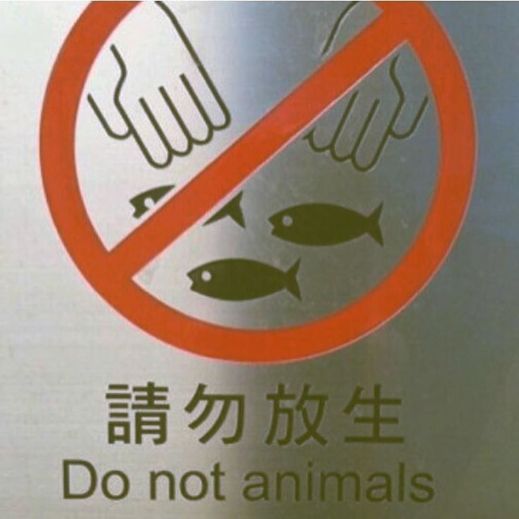 BizarreBay's tweet image. Do not animals #BizarreBay instagram.com/p/BbcXzRlB_b2/