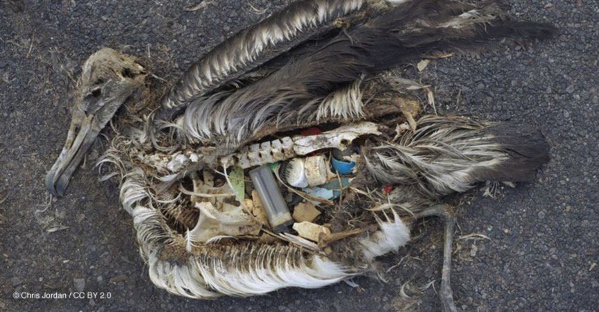 GreenpeaceNZ's tweet photo. It’s time to #EndOceanPlastics >>https://t.co/8QpaSEDAVv https://t.co/mtVriBd51B