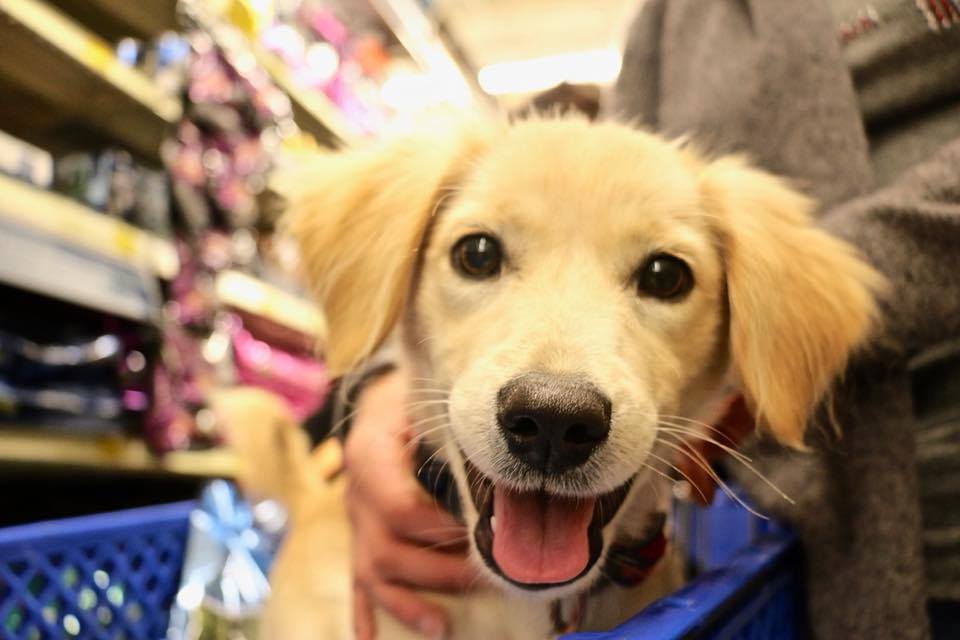 PetSmart's tweet photo. 26,823 pets found their homes this weekend through @PetSmartChariTs National Adoption Weekend, including this cute pup Milo!  🐶 #iadopted (📷:FB Tina Goodman) https://t.co/QNV1TJgilW
