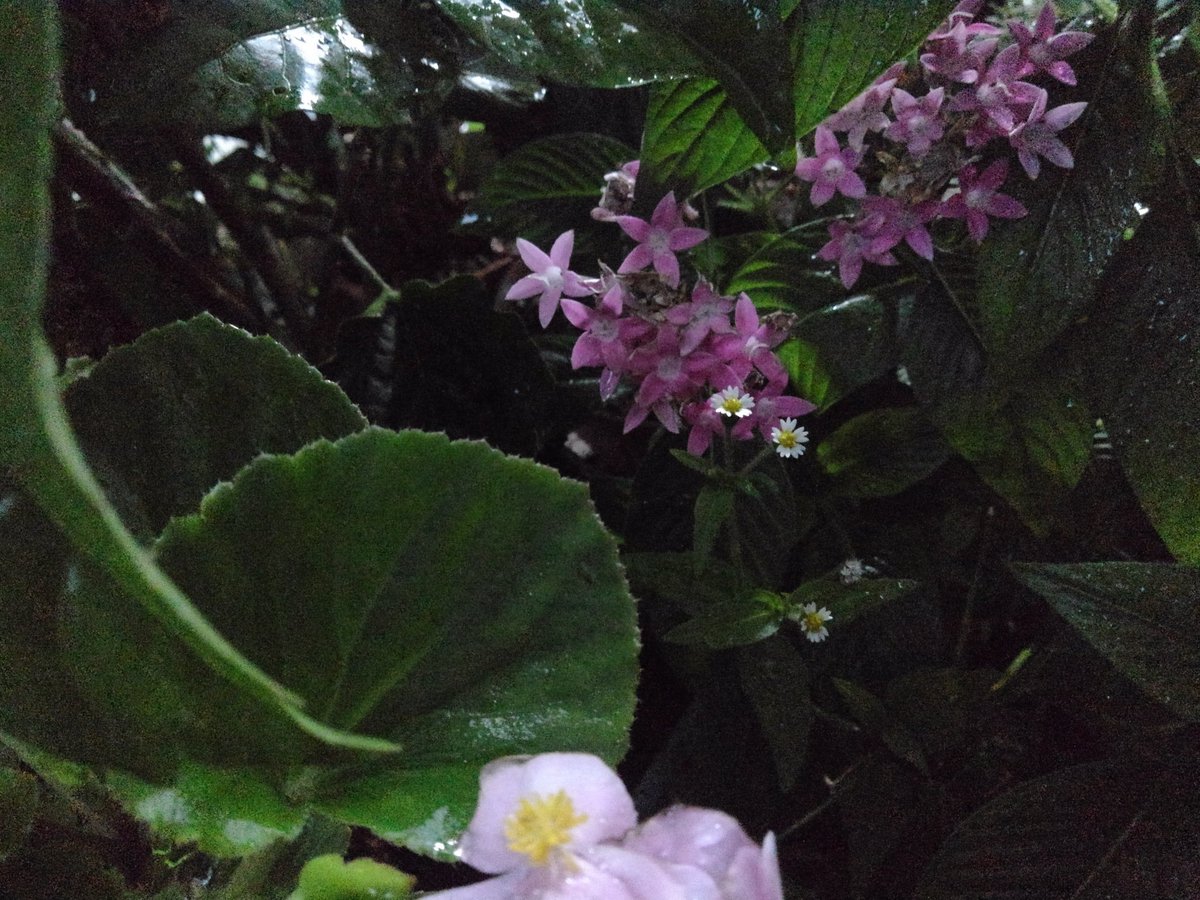 T J L Tokuji K على تويتر 中心付近の小さな白い花 一般的に 雑花 雑草 と呼ばれるものだが 雑草 は 雑草 でも綺麗な物は綺麗だから仕方が無い 雑花 雑草 Flowerstagram Flower 白い花 小さい花