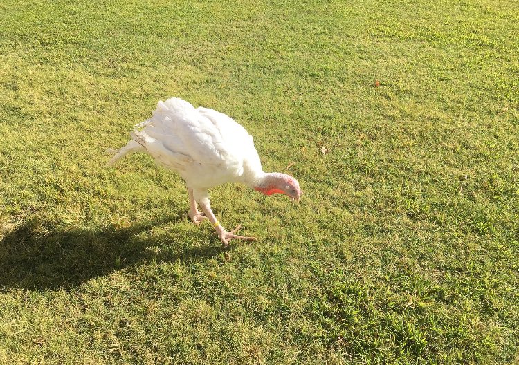 ffa_chandler's tweet photo. The Turkey Pardoning Fundraiser is officially in play! Don’t forget to bring change to your 2nd period class to help support the turkeys your classes chose! 

Top 3 donating classes will get to view the LIVE turkey pardoning! 🦃 https://t.co/Rvz1ZPZ72H