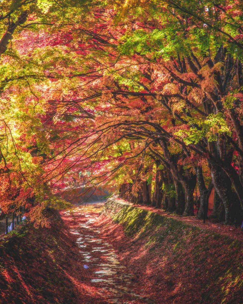 Takaphilography 富士山 紅葉 もみじ回廊 富士山周辺 細江貴寛 風景写真 山梨県の観光スポット 関東観光スポット 関東小旅行 山梨県の紅葉 もみじ回廊 見頃を迎えてます