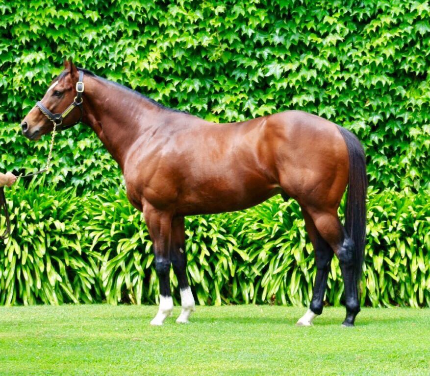 SwettenhamStud's tweet photo. Melbourne Cup winner Rekindling's dam Sitara visited High Chaparral's fastest son~TORONADO in 2017 https://t.co/RwilJVT2lC