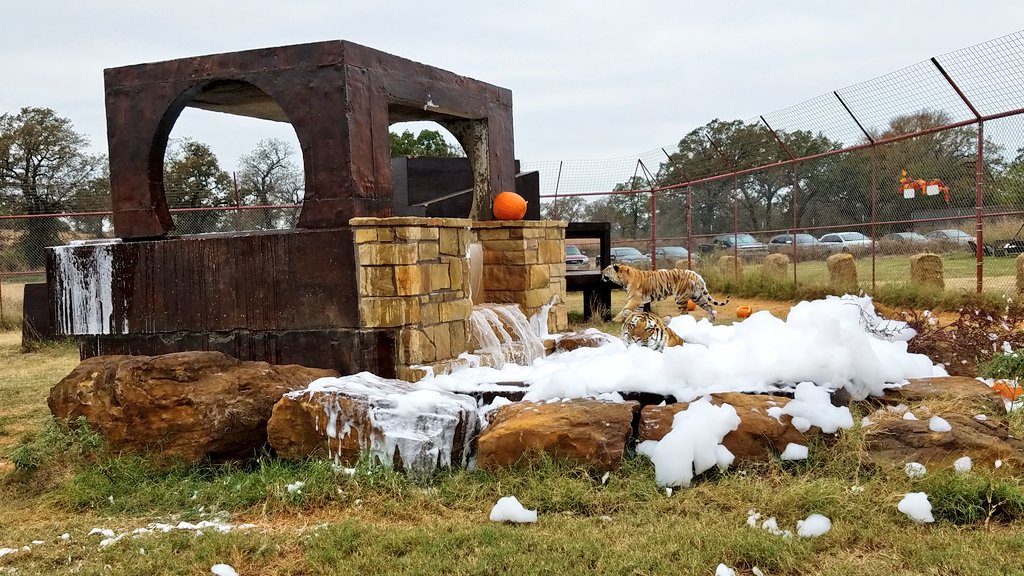 BigCatDerek's tweet photo. The #teegees got a teeny bit sudsy at the #CAREFallFestival this weekend @carerescuetexas https://t.co/UYzhSvCUIr
