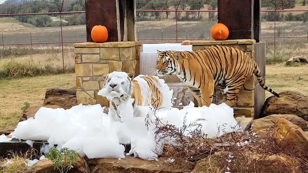 BigCatDerek's tweet photo. The #teegees got a teeny bit sudsy at the #CAREFallFestival this weekend @carerescuetexas https://t.co/UYzhSvCUIr