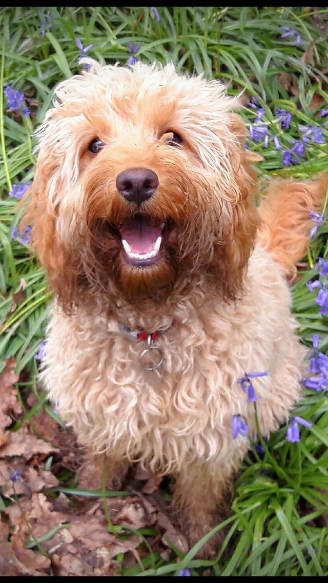 lillyapoo's tweet image. Me with various filters of pics over the last few months, looking good I think! #cockapoo #cutedog