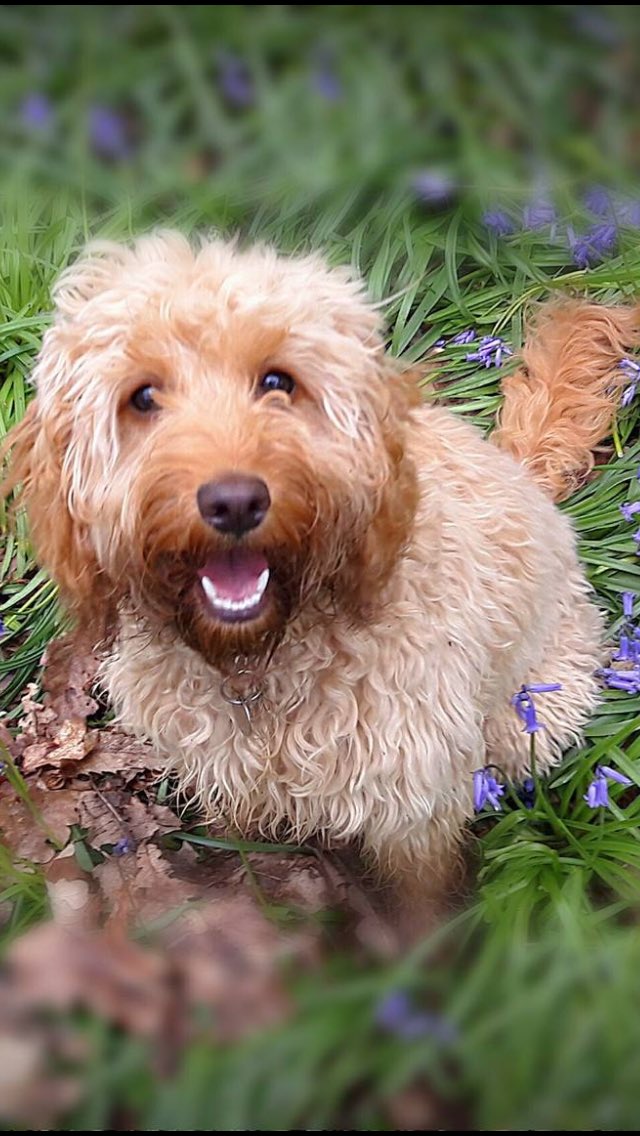 lillyapoo's tweet image. Me with various filters of pics over the last few months, looking good I think! #cockapoo #cutedog