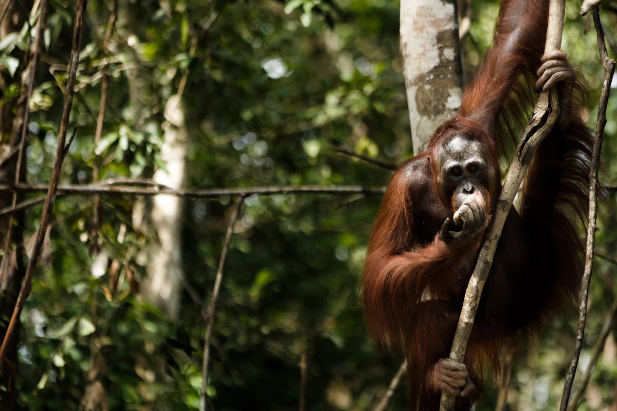 rtveplay's tweet photo. 🔴 Comienza #EPEcocidio La producción de aceite de palma es la primera causa de deforestación en Indonesia, ¿puede constituir un #Ecocidio? https://t.co/11g7HECVhs  por @yalvareztv https://t.co/ydet4LBvFz