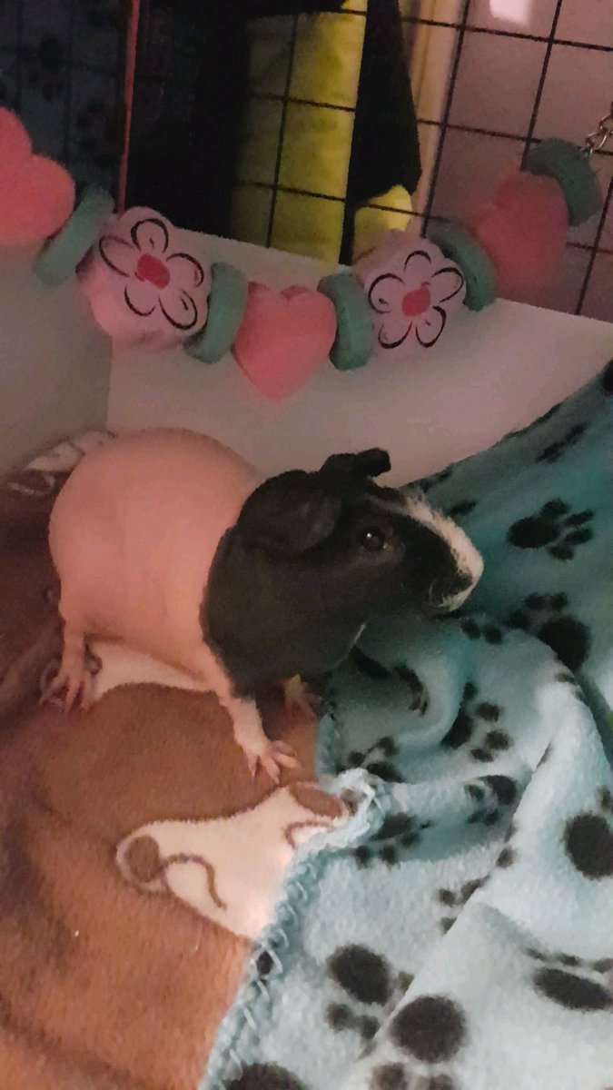 AnimalTribe94's tweet photo. Photo shoot, Easter didn't think much of it.. April however posed her way through 😍 #guineapigs #pets #love #cavy https://t.co/L2G7HcGcOh