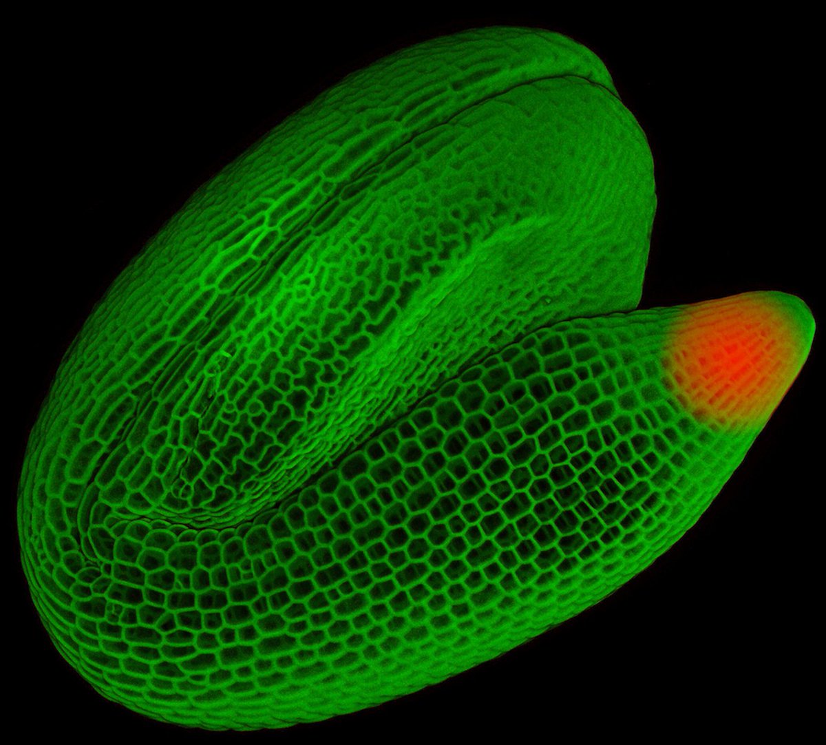 ricard_sole's tweet photo. Do plants have cognition? They certainly process information and make decisions, some times using 'mini-brains´ that perform computations https://t.co/c676uSKE98 https://t.co/FwyzmAuxsZ