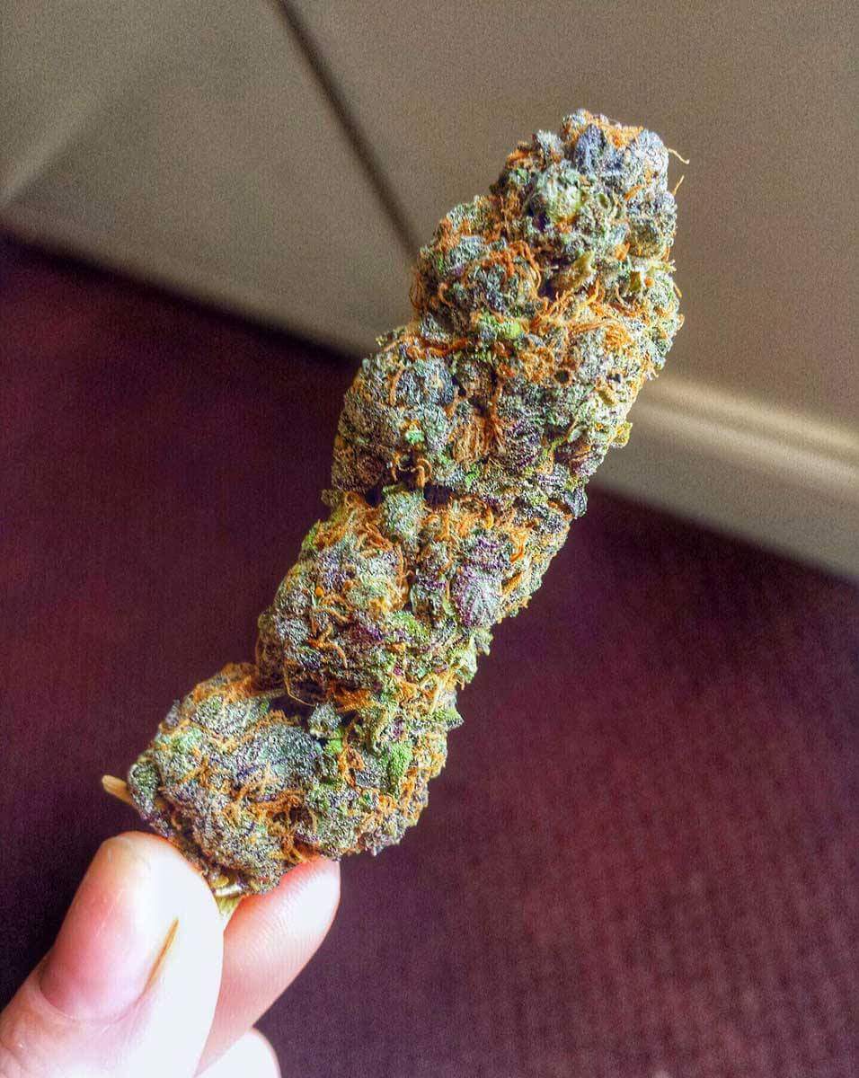 MadGreenz's tweet photo. Love these big buds... 
#Kush
#BigBud
#BigBuds
#BigBudz
#MadGreenz
#Weed
#Marijuana
#MedicalMarijuana https://t.co/PkAcwrEaqn