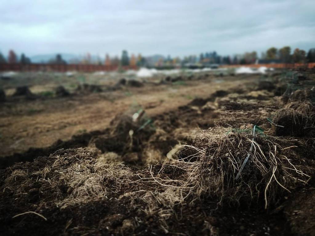 naturesgoldus's tweet photo. The graveyard.💀 So grateful for our harvest and OUR AMAZING CREW!🤘 All of the hardwork and dedication is in the pr… https://t.co/NPIIAtXM4j https://t.co/TLCafkSPIE