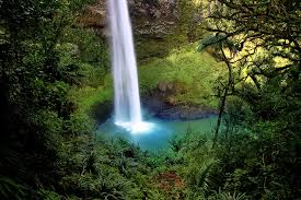 smileyhealth's tweet photo. Main oxygen suppliers are rain forests and sea plankton. #health #cellreset #metabolism https://t.co/8JBTDD2vf0 https://t.co/th2mIYh078