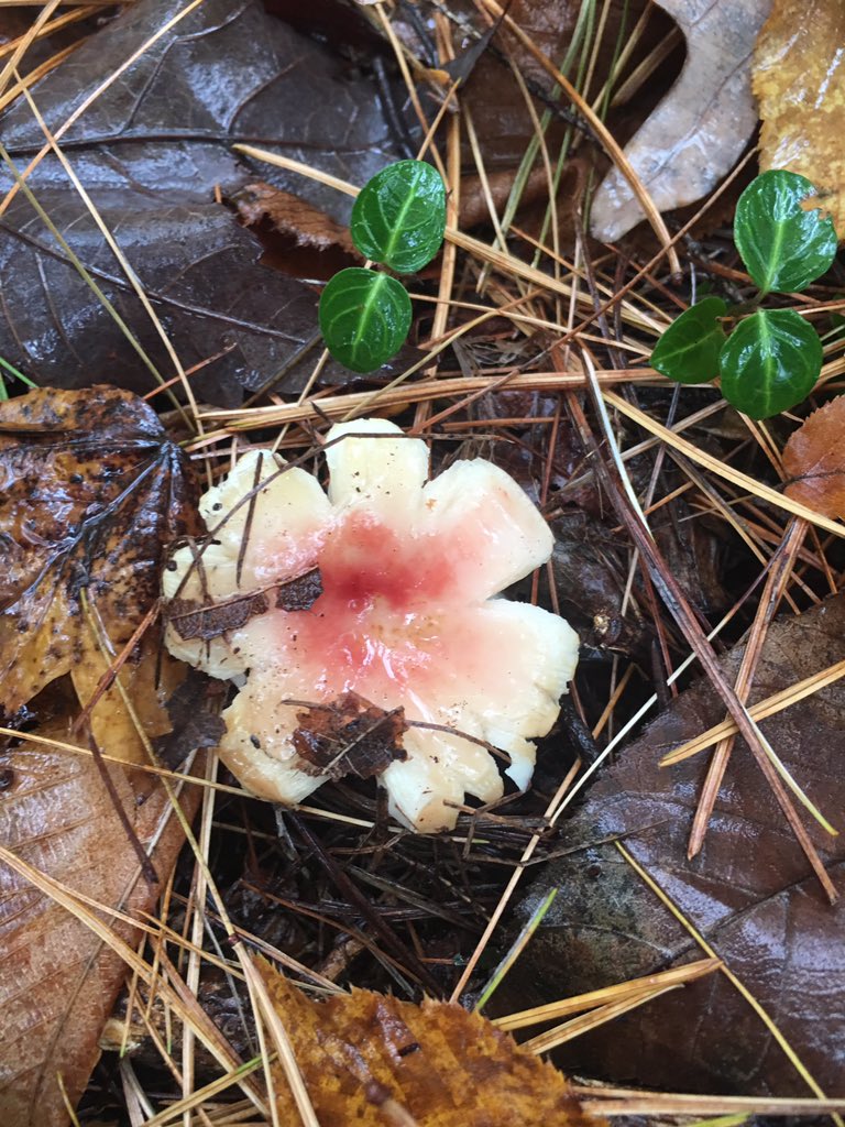 Mush Shroom tweet media