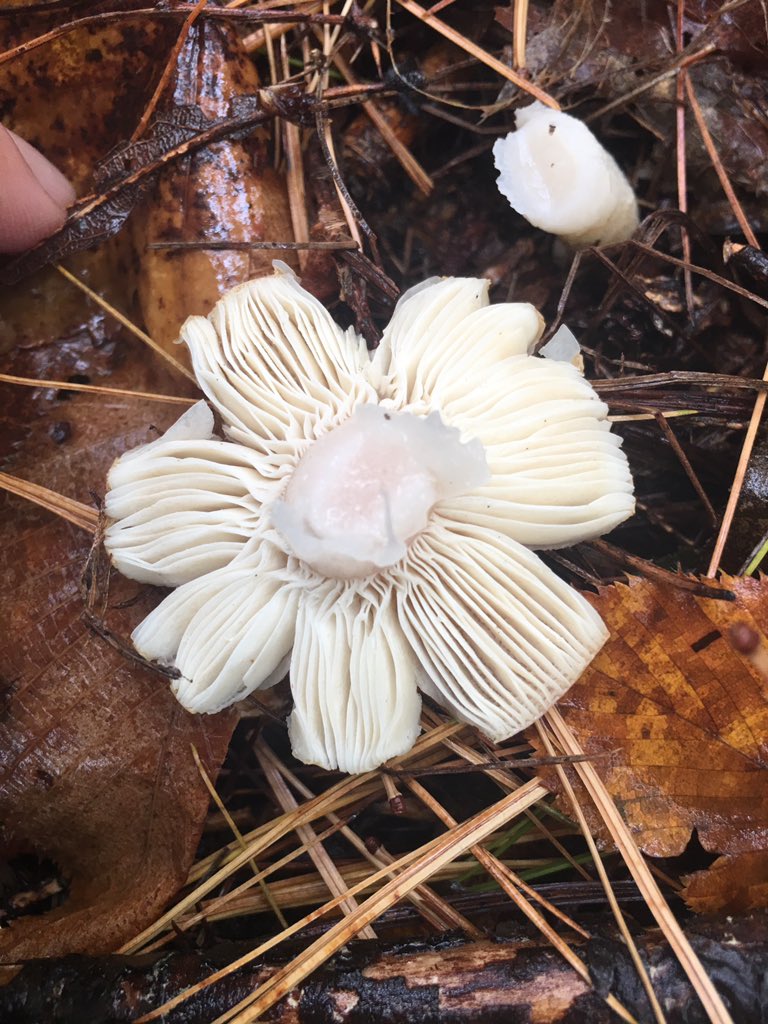 Mush Shroom tweet media