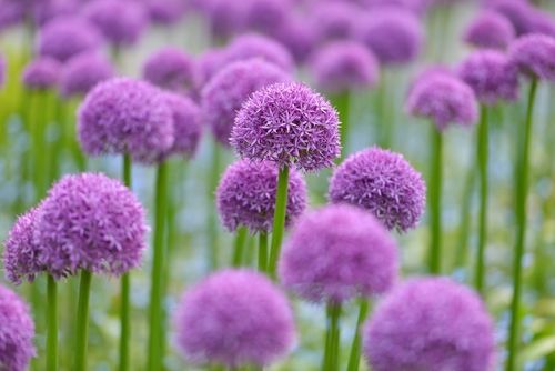 BloomingSecrets's tweet photo. Spring Bulbs: Still Time To Plant Some Of These 10 Great Varieties #bulbs #flowers #gardening https://t.co/plawZPBphN https://t.co/l48cLg8Shq
