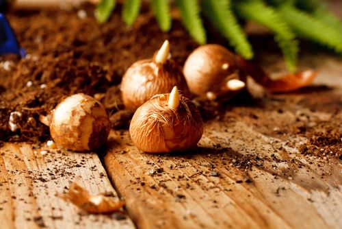 BloomingSecrets's tweet photo. Spring Bulbs: Still Time To Plant Some Of These 10 Great Varieties #bulbs #flowers #gardening https://t.co/plawZPBphN https://t.co/l48cLg8Shq