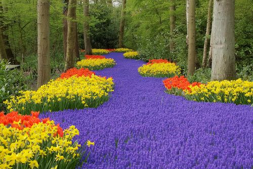 BloomingSecrets's tweet photo. Spring Bulbs: Still Time To Plant Some Of These 10 Great Varieties #bulbs #flowers #gardening https://t.co/plawZPBphN https://t.co/l48cLg8Shq