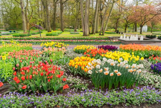BloomingSecrets's tweet photo. Spring Bulbs: Still Time To Plant Some Of These 10 Great Varieties #bulbs #flowers #gardening https://t.co/plawZPBphN https://t.co/l48cLg8Shq