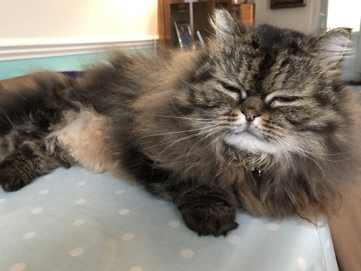 My #paws in #pawcircle tonight for Jasper <a href="/jos_orpin/">JosFeJas #Purr4Jasper</a> 💜💜💜💜💜 #Pawcircle4Jasper