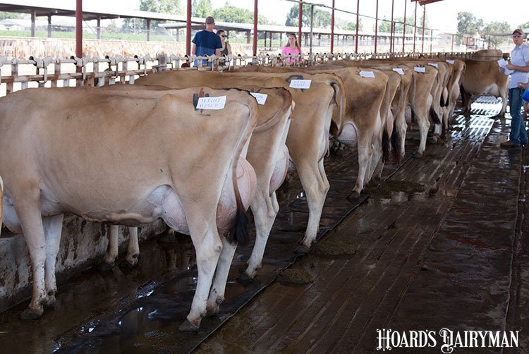 HoardsDairyman's tweet photo. We must improve immunity to improve repro. #agchat #PeterHanson #CornellNutritionConference https://t.co/hvgEsKH0ZV https://t.co/DYLZk28gJh