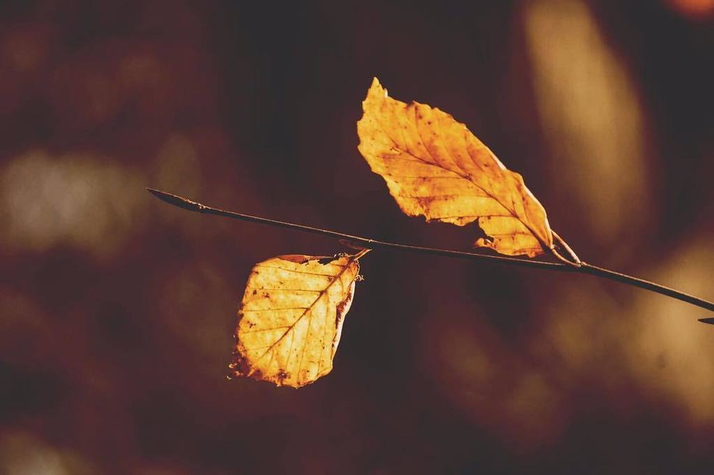 DevonDelightful's tweet photo. The last golden leaves are still hanging on... I can't believe how cold it has got all of a sudden! Definitely nee… https://t.co/0dHxiJC6j7 https://t.co/7PmXLnmpW1