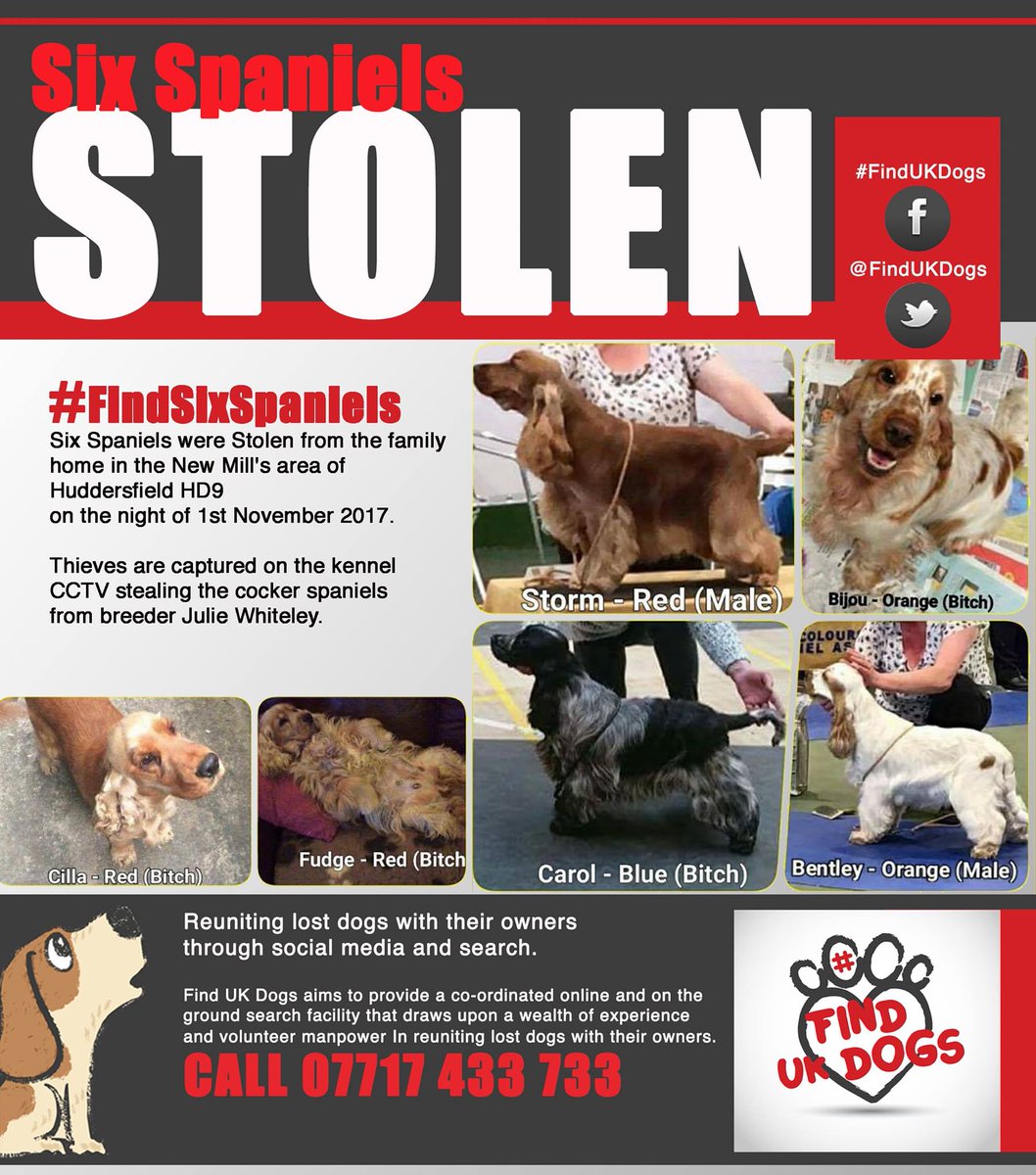 Pls RT #Findsixspaniels STOLEN #Huddersfield Thieves seen on CCTV PLS RT TY. @SnowCalmth @BlessedAtWorld @FernVillaDogs @RSPCA_official @DogsTrust @KyBunnies