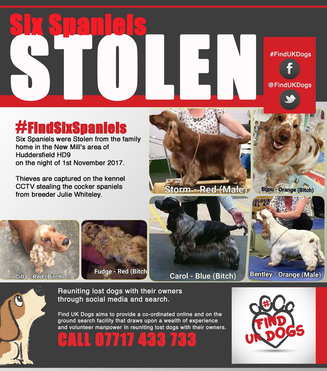 rex_wendy's tweet photo. Pls RT #Findsixspaniels STOLEN #Huddersfield Thieves seen on CCTV PLS RT TY. @SnowCalmth @BlessedAtWorld @FernVillaDogs @RSPCA_official @DogsTrust @KyBunnies https://t.co/fqfDCwN9ya