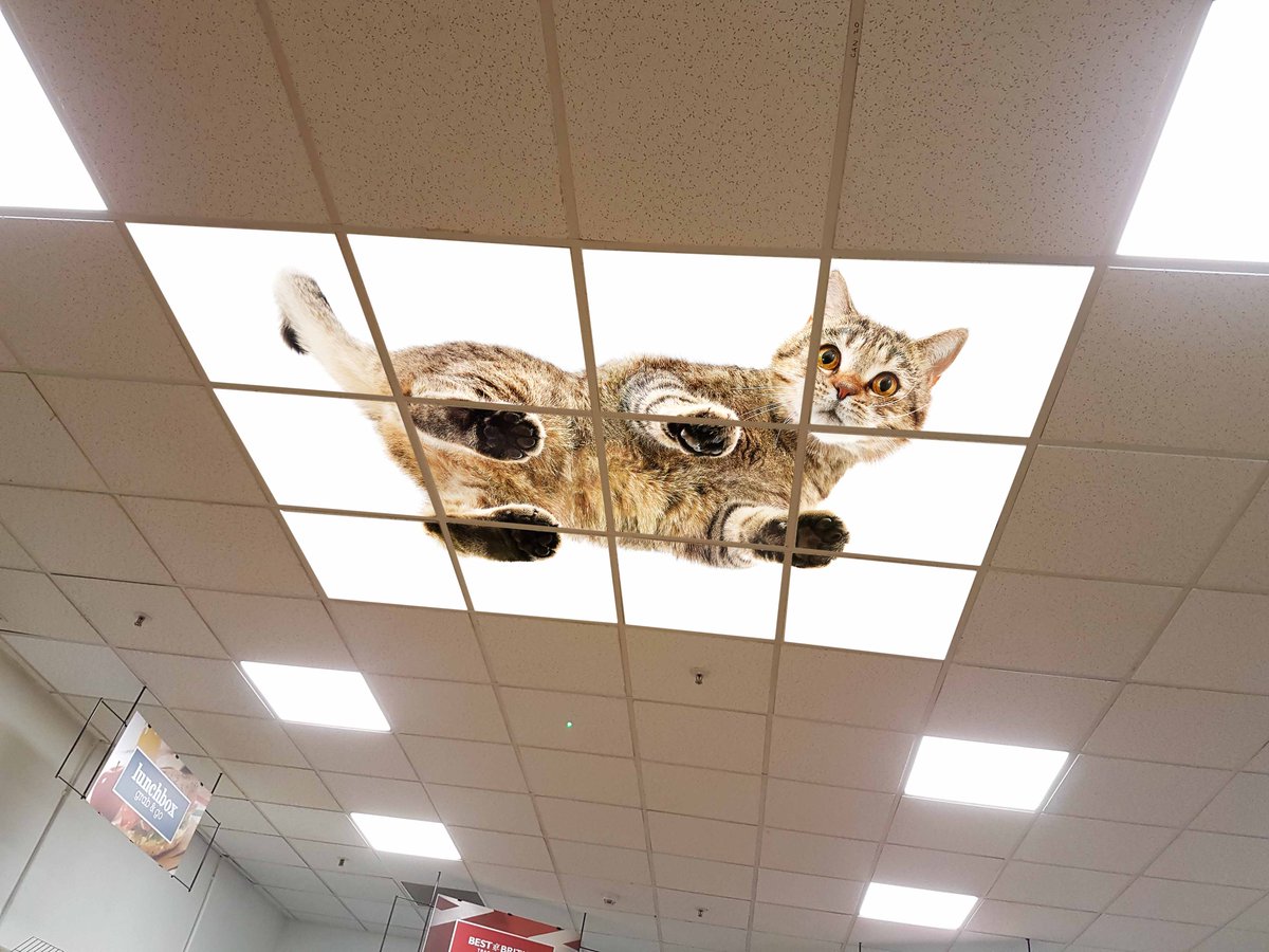 etlec_info's tweet photo. New images incoming this week, take a photo of your ceiling and ask me for a mock up...

https://t.co/VxqgUXtgXh https://t.co/oaBEey6XpO