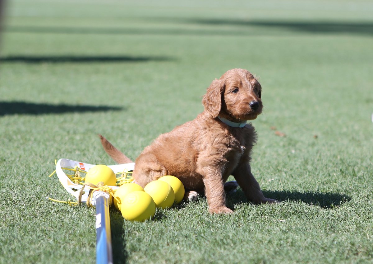 Gators Lacrosse tweet media