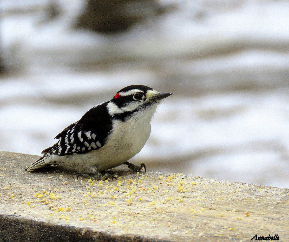 MatanteA's tweet photo. Non, il n'y avait plus de canard pour prendre la pose mais j'ai fait plein de sympathiques rencontres! #PointeCaron #LacStPierre #Louiseville #Mauricie #ornithologie https://t.co/GOweGEhbWd