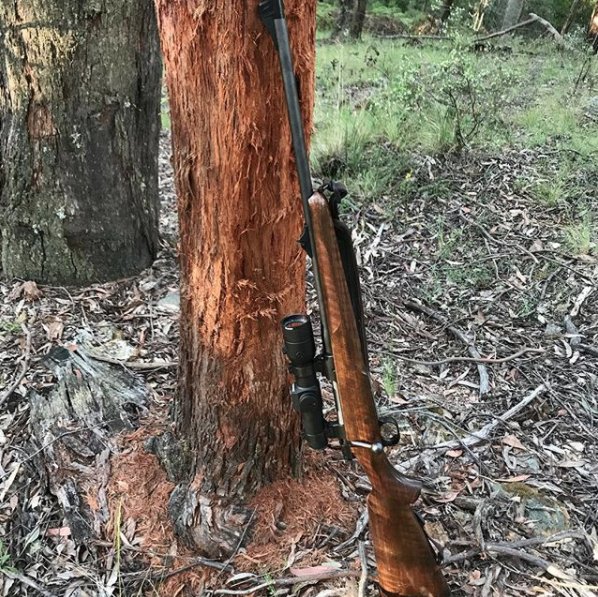 Mauser_USA's tweet photo. A welcomed sign for any #hunter.
#mauserm12 #rubtree #deerhunting
PC: @aussie_outdoors https://t.co/tp8m0kaqFU