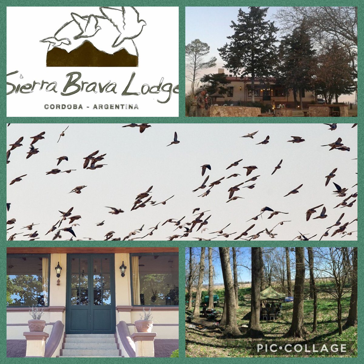 Sierra_Brava's tweet photo. #sierrabrava #dovehunting #doveshooting https://t.co/71DbYKBaX9