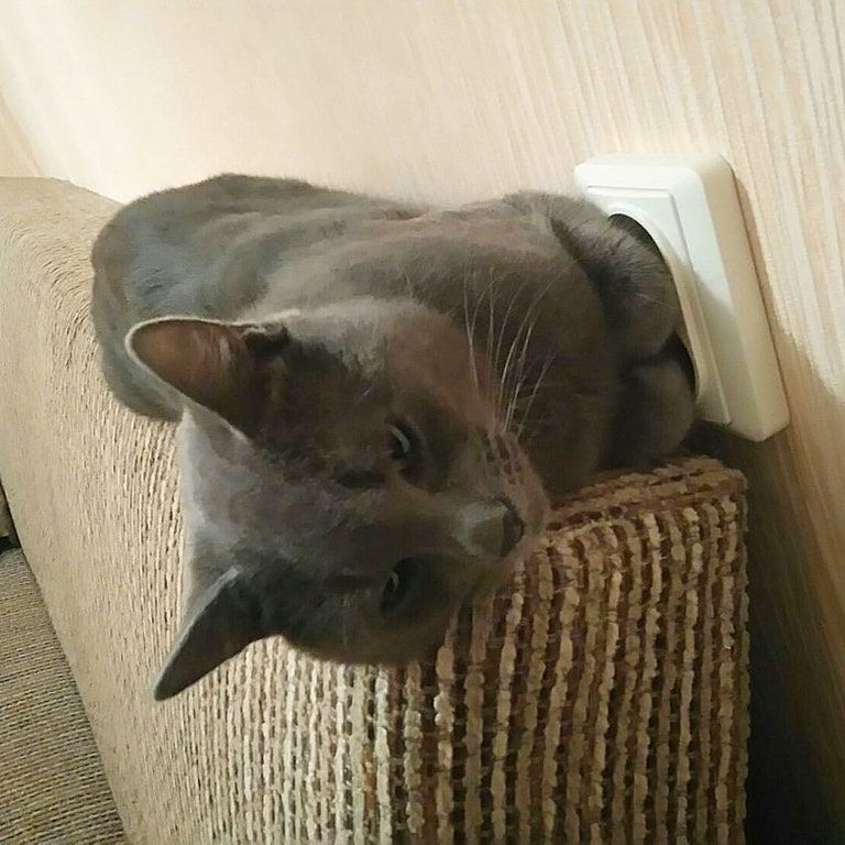 TailsTreasure's tweet photo. Recharging almost complete https://t.co/gKU40PZu6y