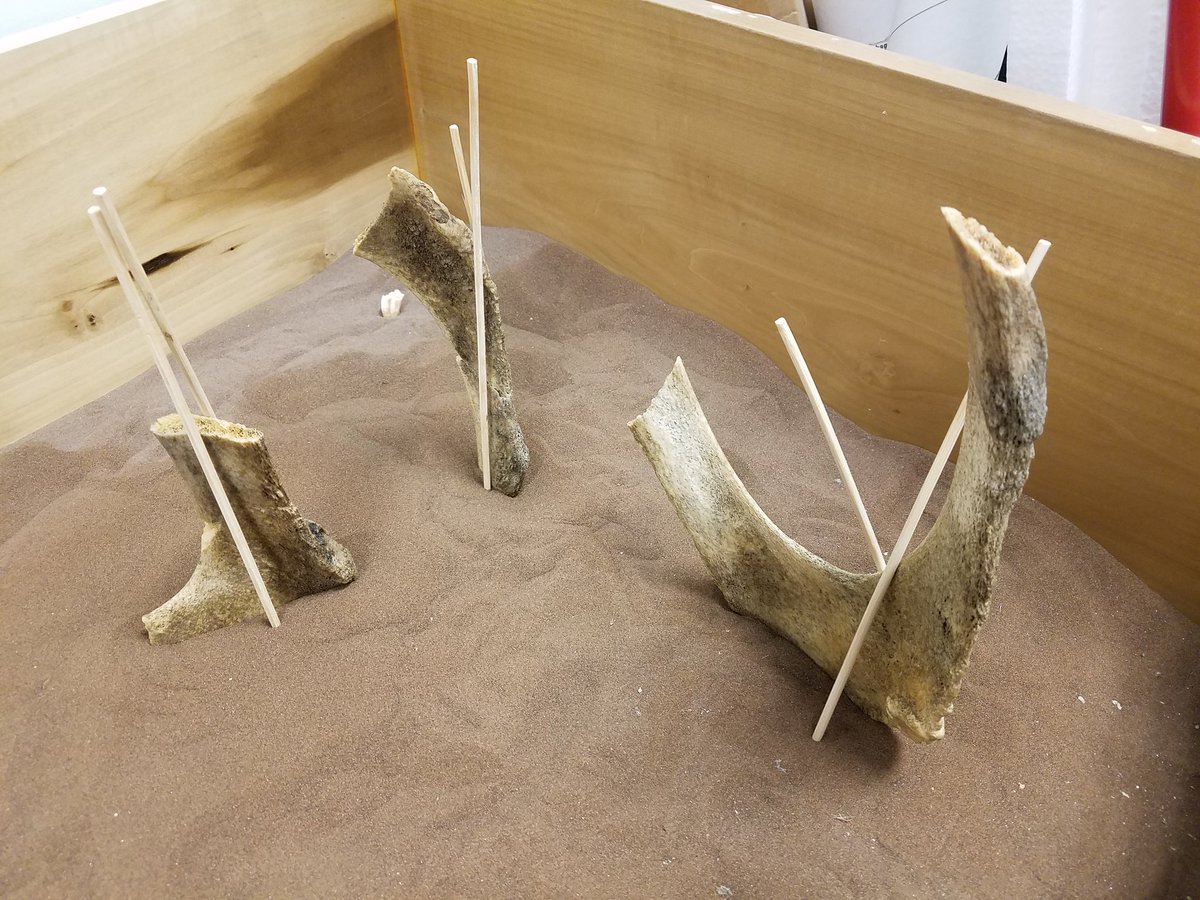 Brent_A_Adrian's tweet photo. Prepping whale vertebrae. #ARCIVES @DrBethTownsend @heatherfsmith @GlendaleARCIVES @MidwesternUniv https://t.co/voQ2vlJbY1