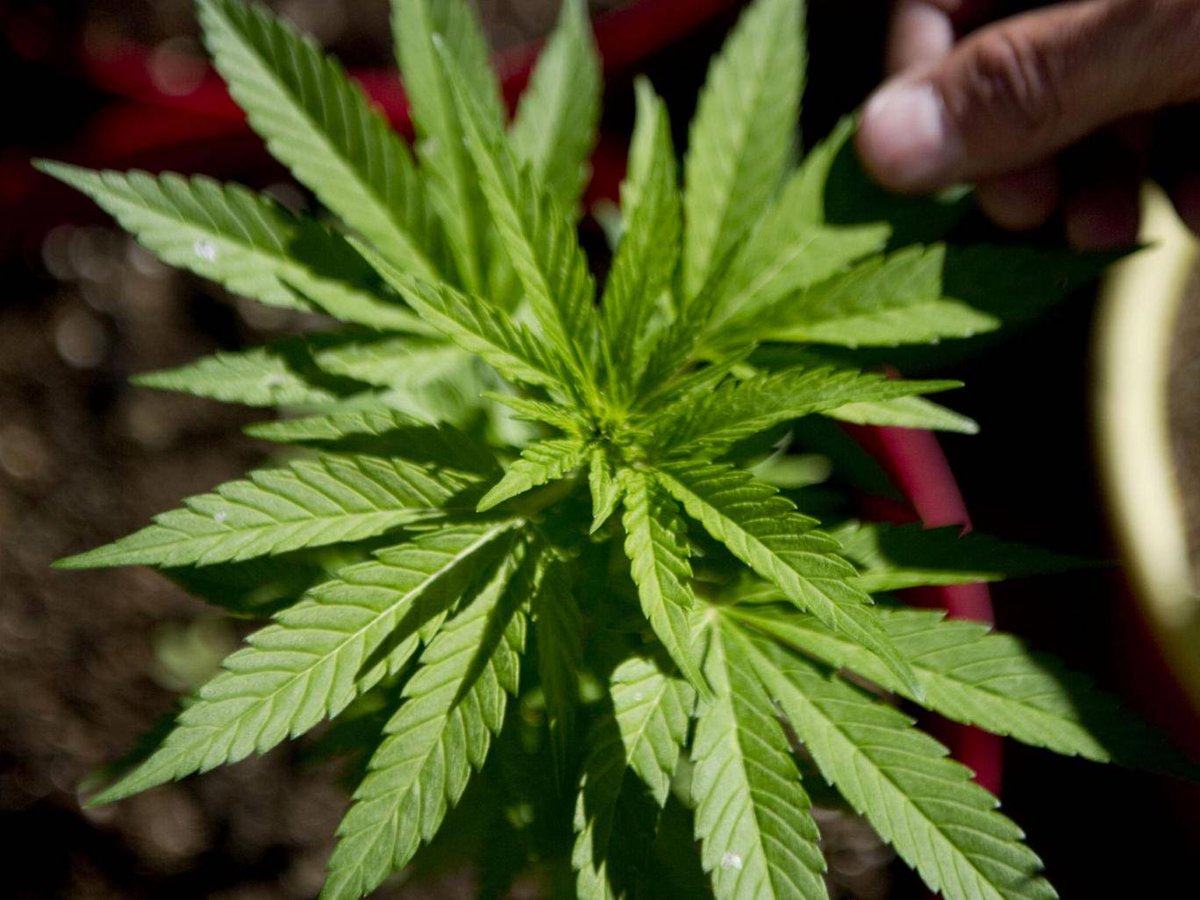 HempsonBioTech's tweet image. “It is estimated that up to 300,000 patients could qualify for medical marijuana treatment.”
hempsonoil.com/poland-legaliz…