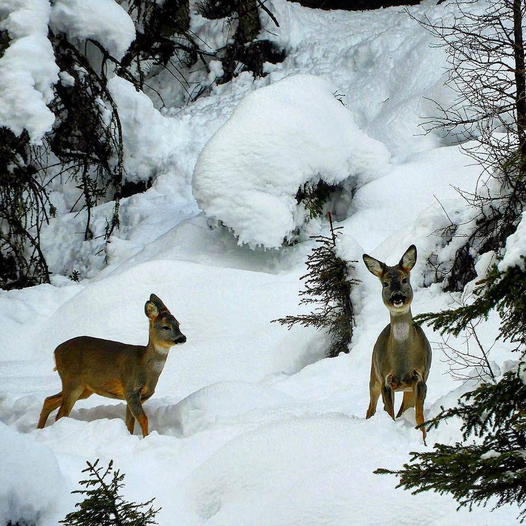 Foto di <a href="/car0men/">Carmen Clemons</a> 👏
Sembra proprio che questa meravigliosa neve di novembre abbia colto tutti di sorpresa 💙⛄❄ #iger… ift.tt/2ABOqSw