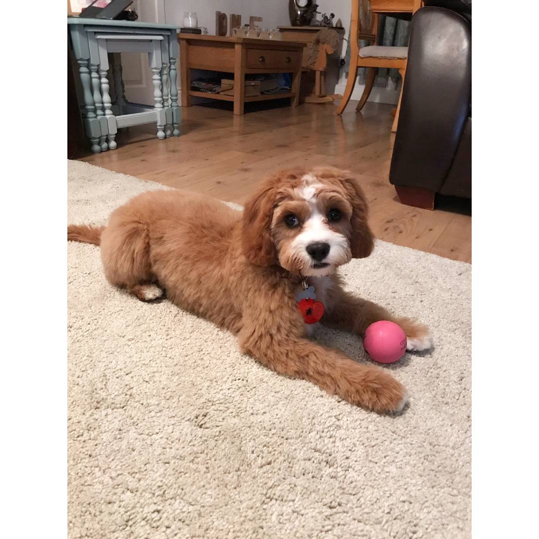 Hannah_Lewis92's tweet photo. My favourite! 😍✂️ #cavapoo https://t.co/iV2opMOTy8