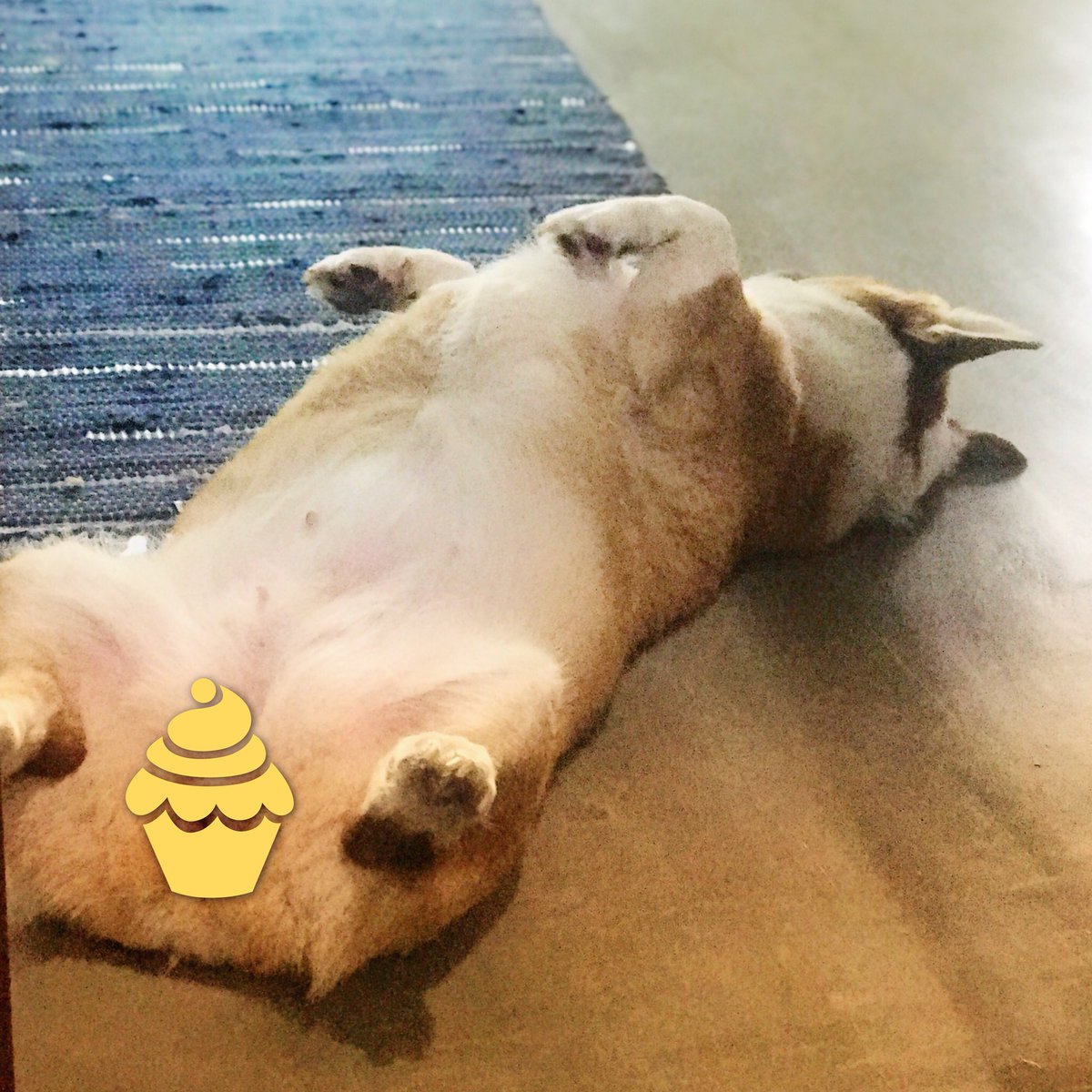 geepyo's tweet photo. A corgi’s holiday/anyday checklist...
✅ Rest, lotsa rest
✅ Feet up
✅ Walk around the house naked all day
#myfurlady #cookiethecorgi #corgilove #pembroke #welshcorgi #corgi #dogfur #furbaby #furlady #furball #pwc #dog #dogs https://t.co/0m2ykgl0A1